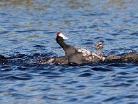 die geveg13 : FRIEDA